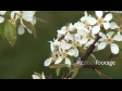 Bee on Blossom 2 1340